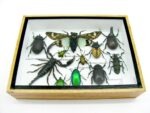 Echte tropische Insekten - Einzelstück - im 3D M-Schaukasten - Wandbild 3-A-M-29 – Bild 5