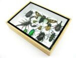 Echte tropische Insekten - Einzelstück - im 3D M-Schaukasten - Wandbild 3-A-M-29 – Bild 6