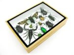 Echte tropische Insekten - Einzelstück - im 3D M-Schaukasten - Wandbild 3-A-M-29 – Bild 7