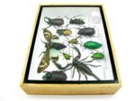 Echte tropische Insekten - Einzelstück - im 3D M-Schaukasten - Wandbild 3-A-M-29 – Bild 8
