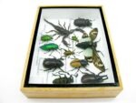Echte tropische Insekten - Einzelstück - im 3D M-Schaukasten - Wandbild 3-A-M-29 – Bild 9