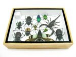 Echte tropische Insekten - Einzelstück - im 3D M-Schaukasten - Wandbild 3-A-M-29 – Bild 10
