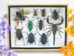 Echte tropische Insekten - Einzelstück - im 3D M-Schaukasten - Wandbild 6-A-M-30