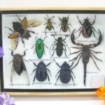 Echte tropische Insekten - Einzelstück - im 3D M-Schaukasten - Wandbild 6-A-M-30