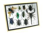Echte tropische Insekten - Einzelstück - im 3D M-Schaukasten - Wandbild 6-A-M-30 – Bild 2