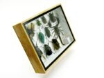 Echte tropische Insekten - Einzelstück - im 3D M-Schaukasten - Wandbild 6-A-M-30 – Bild 3