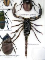 Echte tropische Insekten - Einzelstück - im 3D M-Schaukasten - Wandbild 6-A-M-30 – Bild 4