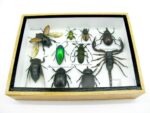 Echte tropische Insekten - Einzelstück - im 3D M-Schaukasten - Wandbild 6-A-M-30 – Bild 5