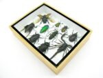Echte tropische Insekten - Einzelstück - im 3D M-Schaukasten - Wandbild 6-A-M-30 – Bild 6