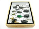Echte tropische Insekten - Einzelstück - im 3D M-Schaukasten - Wandbild 6-A-M-30 – Bild 8