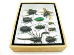 Echte tropische Insekten - Einzelstück - im 3D M-Schaukasten - Wandbild 6-A-M-30 – Bild 9