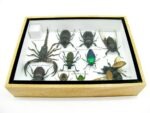 Echte tropische Insekten - Einzelstück - im 3D M-Schaukasten - Wandbild 6-A-M-30 – Bild 10