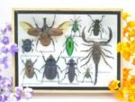 Echte tropische Insekten - Einzelstück - im 3D M-Schaukasten - Wandbild 6-A-M-31
