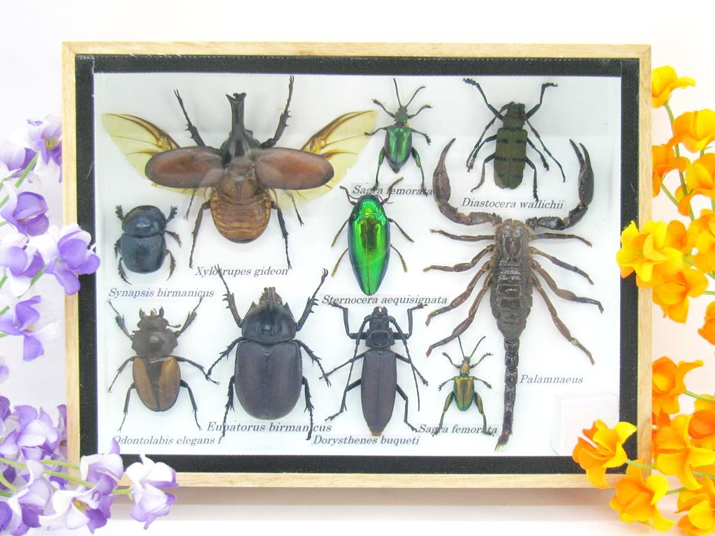 Wunderschöne, tropische und natürlich echte Insekten aus nachhaltiger Zucht im mittelgroßem Schaukasten a-insekten-M-31-a Echte tropische Insekten - Einzelstück - im 3D M-Schaukasten - Wandbild 6-A-M-31 – Bild 1