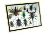 Echte tropische Insekten - Einzelstück - im 3D M-Schaukasten - Wandbild 6-A-M-31 – Bild 2