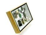 Echte tropische Insekten - Einzelstück - im 3D M-Schaukasten - Wandbild 6-A-M-31 – Bild 3