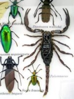 Echte tropische Insekten - Einzelstück - im 3D M-Schaukasten - Wandbild 6-A-M-31 – Bild 4