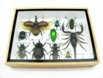 Echte tropische Insekten - Einzelstück - im 3D M-Schaukasten - Wandbild 6-A-M-31 – Bild 5