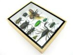 Echte tropische Insekten - Einzelstück - im 3D M-Schaukasten - Wandbild 6-A-M-31 – Bild 6
