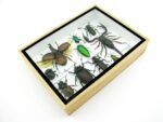 Echte tropische Insekten - Einzelstück - im 3D M-Schaukasten - Wandbild 6-A-M-31 – Bild 7