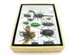Echte tropische Insekten - Einzelstück - im 3D M-Schaukasten - Wandbild 6-A-M-31 – Bild 8