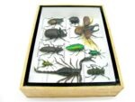 Echte tropische Insekten - Einzelstück - im 3D M-Schaukasten - Wandbild 6-A-M-31 – Bild 9