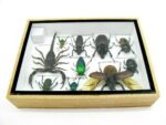 Echte tropische Insekten - Einzelstück - im 3D M-Schaukasten - Wandbild 6-A-M-31 – Bild 10