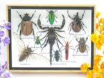 Echte tropische Insekten - Einzelstück - im 3D M-Schaukasten - Wandbild 5-A-M-32