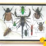 Echte tropische Insekten - Einzelstück - im 3D M-Schaukasten - Wandbild 5-A-M-32