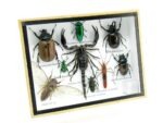 Echte tropische Insekten - Einzelstück - im 3D M-Schaukasten - Wandbild 5-A-M-32 – Bild 2