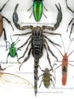 Echte tropische Insekten - Einzelstück - im 3D M-Schaukasten - Wandbild 5-A-M-32 – Bild 4