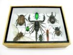 Echte tropische Insekten - Einzelstück - im 3D M-Schaukasten - Wandbild 5-A-M-32 – Bild 5