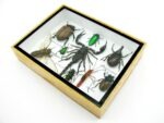 Echte tropische Insekten - Einzelstück - im 3D M-Schaukasten - Wandbild 5-A-M-32 – Bild 6