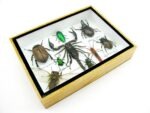 Echte tropische Insekten - Einzelstück - im 3D M-Schaukasten - Wandbild 5-A-M-32 – Bild 7