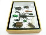 Echte tropische Insekten - Einzelstück - im 3D M-Schaukasten - Wandbild 5-A-M-32 – Bild 8