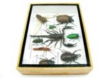 Echte tropische Insekten - Einzelstück - im 3D M-Schaukasten - Wandbild 5-A-M-32 – Bild 9