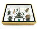Echte tropische Insekten - Einzelstück - im 3D M-Schaukasten - Wandbild 5-A-M-32 – Bild 10