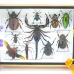 Echte tropische Insekten - Einzelstück - im 3D M-Schaukasten - Wandbild 1-A-M-33