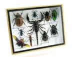 Echte tropische Insekten - Einzelstück - im 3D M-Schaukasten - Wandbild 1-A-M-33 – Bild 2