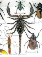 Echte tropische Insekten - Einzelstück - im 3D M-Schaukasten - Wandbild 1-A-M-33 – Bild 4