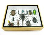 Echte tropische Insekten - Einzelstück - im 3D M-Schaukasten - Wandbild 1-A-M-33 – Bild 5