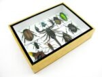 Echte tropische Insekten - Einzelstück - im 3D M-Schaukasten - Wandbild 1-A-M-33 – Bild 7
