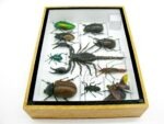 Echte tropische Insekten - Einzelstück - im 3D M-Schaukasten - Wandbild 1-A-M-33 – Bild 8