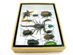 Echte tropische Insekten - Einzelstück - im 3D M-Schaukasten - Wandbild 1-A-M-33 – Bild 9