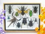 Echte tropische Insekten - Einzelstück - im 3D M-Schaukasten - Wandbild 2-A-M-34