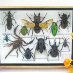 Echte tropische Insekten - Einzelstück - im 3D M-Schaukasten - Wandbild 2-A-M-34