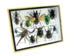 Echte tropische Insekten - Einzelstück - im 3D M-Schaukasten - Wandbild 2-A-M-34 – Bild 2