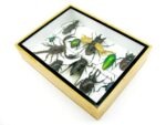Echte tropische Insekten - Einzelstück - im 3D M-Schaukasten - Wandbild 2-A-M-34 – Bild 6