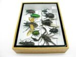 Echte tropische Insekten - Einzelstück - im 3D M-Schaukasten - Wandbild 2-A-M-34 – Bild 8