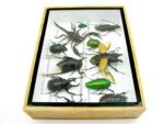 Echte tropische Insekten - Einzelstück - im 3D M-Schaukasten - Wandbild 2-A-M-34 – Bild 9
